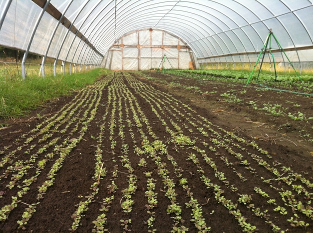 The high tunnels at Big River Farms.